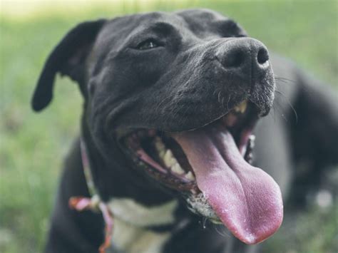 Shocking: Rabies claim one life in every 15 minutes - Adomonline.com