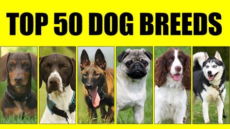 Top 50 Dog Breeds Most Popular Dog Breeds In The World Youtube