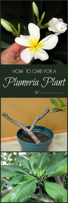 These cacti can grow both indoors and outdoors. Plumeria Plant Care Guide: How To Grow Plumeria Plants ...