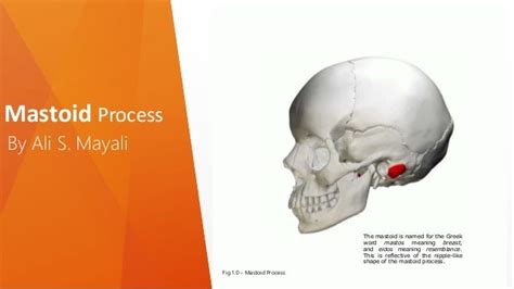 Mastoid Process