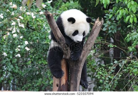 Happy Baby Panda On Tree Stock Photo Edit Now 523107094