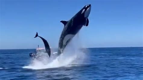 Incredible Video Shows Orca Jumping 15 Feet In The Air During Dolphin