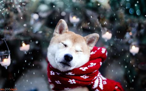 Dog Shiba Inu Snow Animals Wallpaper Coolwallpapersme