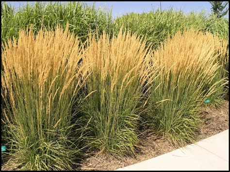 Calamagrostis Grass Karl Foerster 1 Gallon Perennial Deer Etsy