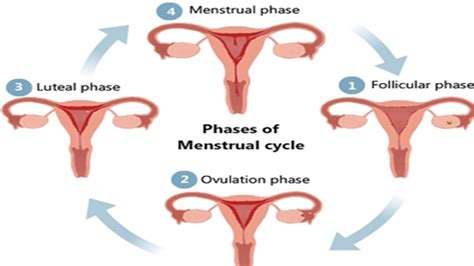 Las Mejores Ideas De Fases Del Ciclo Menstrual Ciclo Menstrual Fases Del Ciclo Menstrual