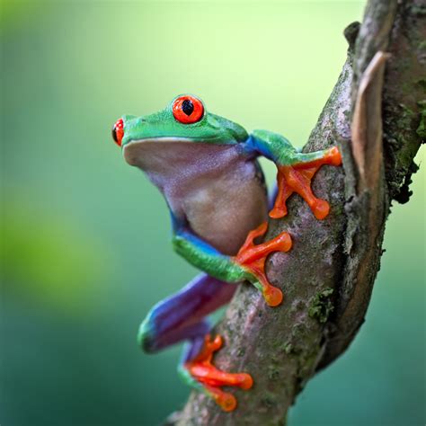 Red Eyed Tree Frog Rainforest Animals