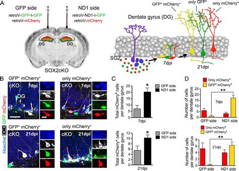 Sox2 Primes The Epigenetic Landscape In Neural Precursors Enabling