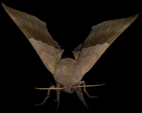 Brown Moth Free Stock Photo Public Domain Pictures