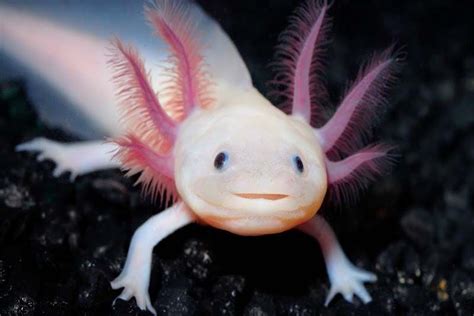 Top 10 Most Beautiful Pink Animals Weird Animals Amphibians Axolotl
