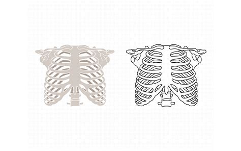 Human Rib Cage Svg Skeleton Svg Rib Cage Svg Human Anatomy Etsy