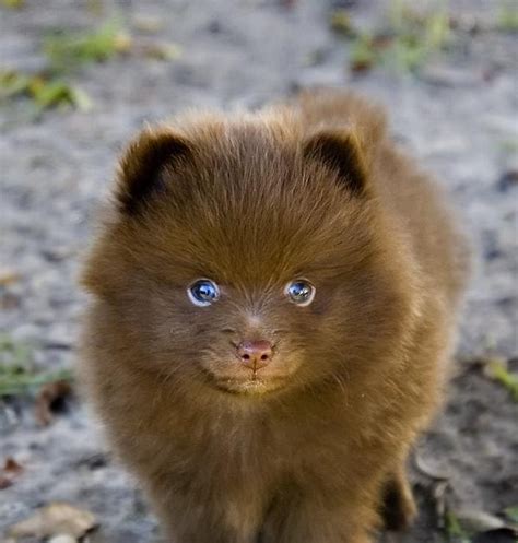 Cute Puppy Dogs Photos Really Cute Blue Eyes Pomeranian Puppy