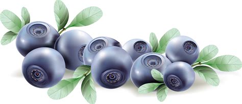 Blueberry Drawing Png Image Purepng Free Transparent Cc0 Png Image