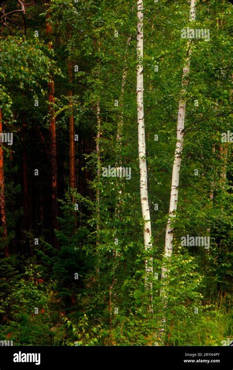 Russia Birch Trees In Taiga Forest In Siberia Stock Photo Alamy