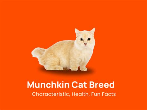 Munchkin Cat Breed Characteristic Health And Fun Facts
