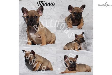 Fundraiser to help with vet bills to save local rescue dogs. Minnie: French Bulldog puppy for sale near Las Vegas ...