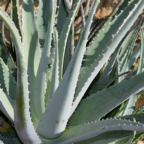 Aloe Vera Big Plant Nursery