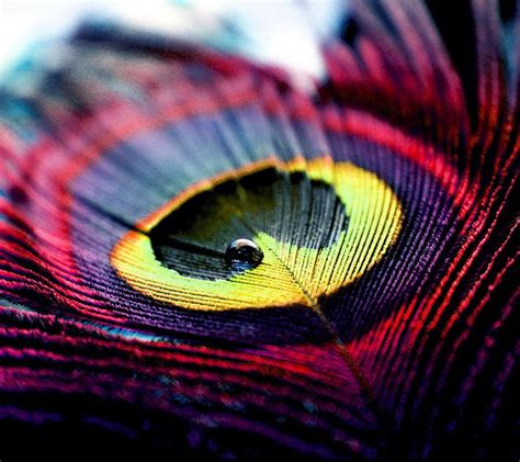 Colorful Feather Wallpapers Top Free Colorful Feather Backgrounds