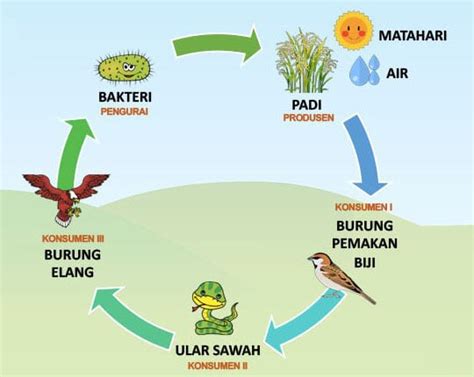 Meskipun hidup di habitat yang berbeda, tapi urutan dan cara kerjanya tetap sama. Rantai Makanan Ekosistem Sawah dan Contoh Ekosistem Sawah ...