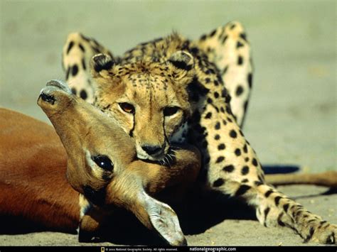 23+ Trend National Geographic Animal Photos, Digit Photo - Photograph