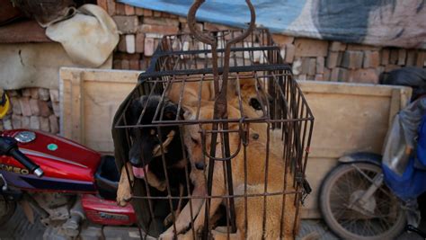 Dog Meat Eating Festival Starts In China City Despite Protests