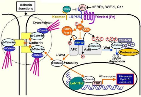 Canonical Wnt β catenin pathway β catenin is a component of cell cell