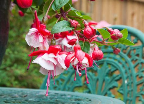 Complete Guide To Fuchsias How To Grow And Care For Fuchsia Plants