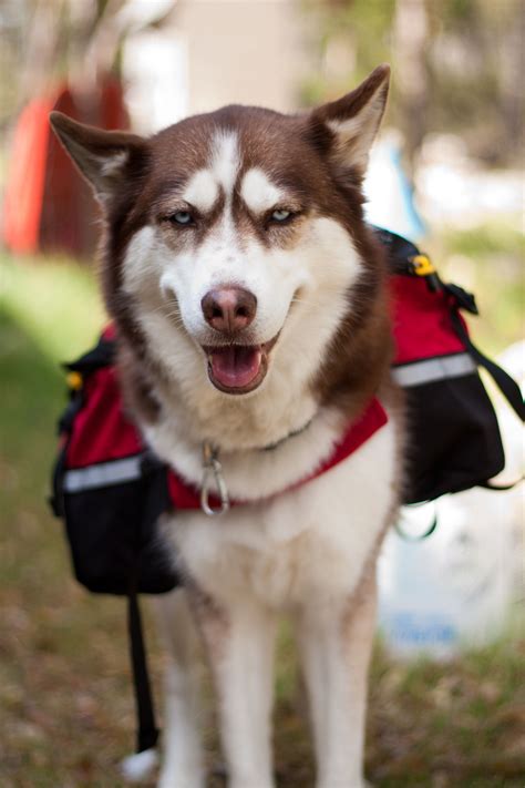 Alaskan klee kai puppy cam watch our miniature husky puppies live on our puppy camera. I put this travel pack and husky on my life lesson board ...