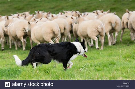 Border Collie Sheepdog Working A Flock Of Sheep Cumbria