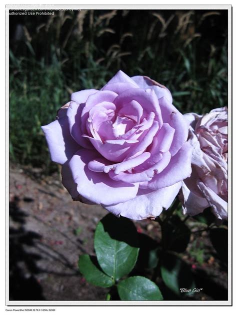 Plantfiles Pictures Hybrid Tea Rose Blue Girl Rosa By