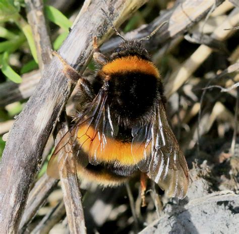 Bees are either social or solitary the queen bee is the female reproductive leader of the colony among the social bee species. Queen bumblebees take long breaks in the grass after ...