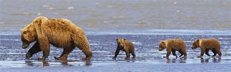 Wallpaper Nature Wildlife Bison Bears Baby Animals