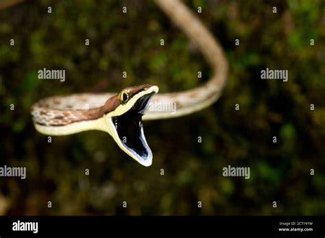 Snake Mouth Open Hi Res Stock Photography And Images Alamy