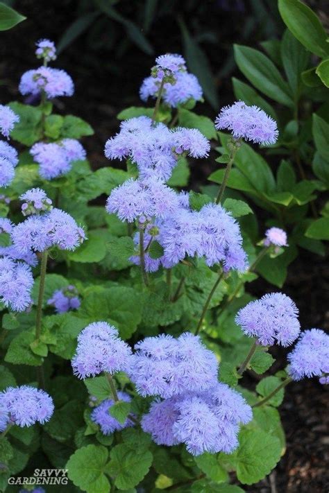 Check spelling or type a new query. Deer-Resistant Annuals: Colorful Choices for Sun and Shade ...