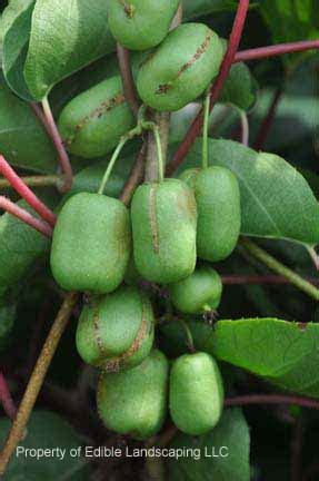 Your yard must be beautiful ! Vegans Living Off the Land: List of Uncommon Cold Hardy ...