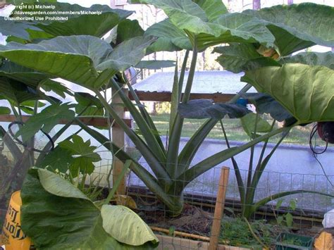 Xanthosoma sagittifolium, commonly called tannia, is an herbaceous perennial from tropical america. PlantFiles Pictures: Purple Malanga 'Purple Malanga ...