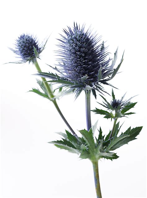 Blue Thistle Clipart Clipground