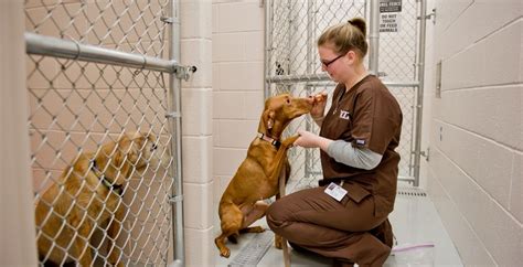 What To Look In A Veterinary Technician Program