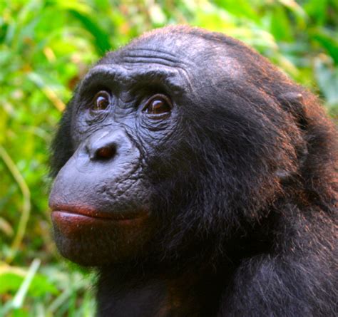 Pikaia – Bonobo artigiani