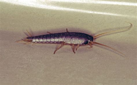 The Most Common Types Of Silverfish Insect Cop Silverfish Insects