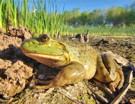 More images for jeremiah was a bullfrog » American Bullfrog - Tucson Herpetological Society