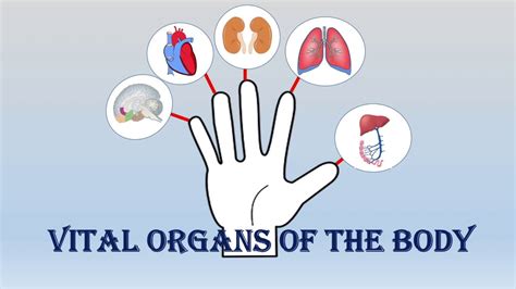 Vital Organs Of Our Body Location And Function Educational Video For