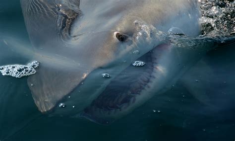Looking for a perfect place to visit? Shark fishing in Orange Beach is fun for the entire family