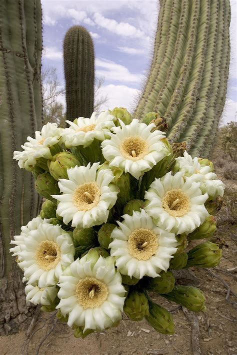 Saguaro Cactus Blossoms Photograph By Craig K Lorenz