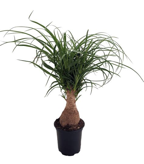 We did not find results for: Guatemalan Red Ponytail Palm - Beaucarnea - 4" Pot ...