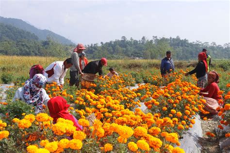 In Pics Marigold Blooms For Tihar In Tanahu Myrepublica The New