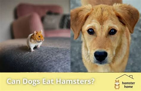 Can Dogs Eat Hamsters Is It Safe To Keep Your Dog And Hamster Together