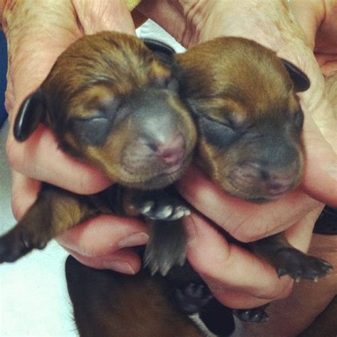 A dachshund can be a good fit for a novice owner as long as they attend obedience and puppy training classes. Newborn Dachshund Puppies That I Delivered! : aww