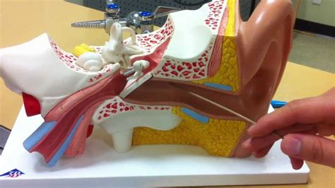 The Wizard's Anatomy: The Ear Model - YouTube