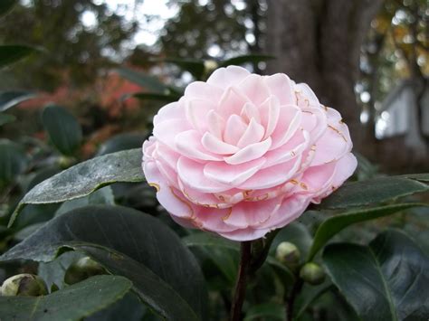 Pinewood Cottage Garden Have You Had Success Propagating Camellias