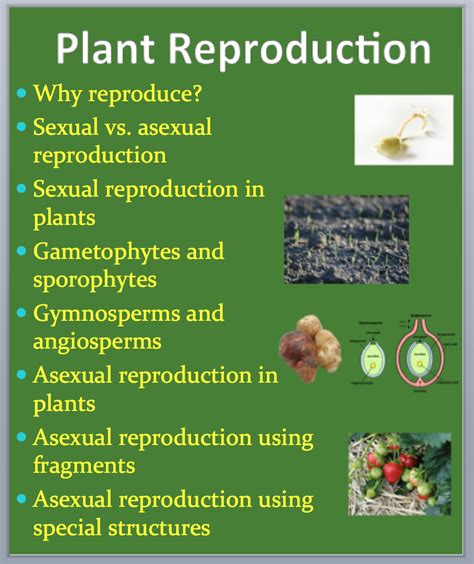 Plant Reproduction A Grade 11 And Up Biology Powerpoint Lesson